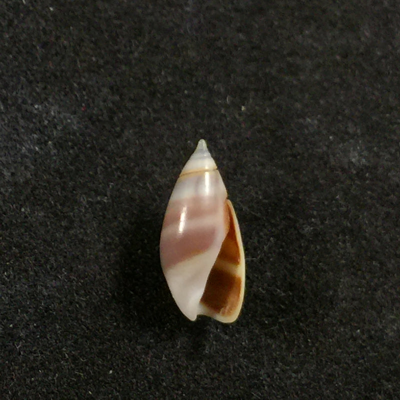 Olivella biplicata (GB Sowerby I, 1825) - 10,5mm