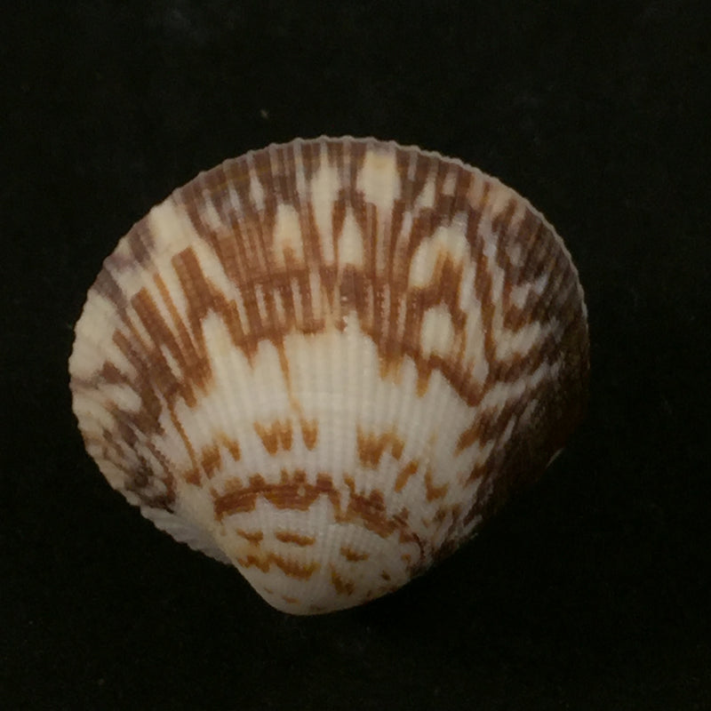 Leukoma pectorina (Lamarck, 1818) - 33,5mm