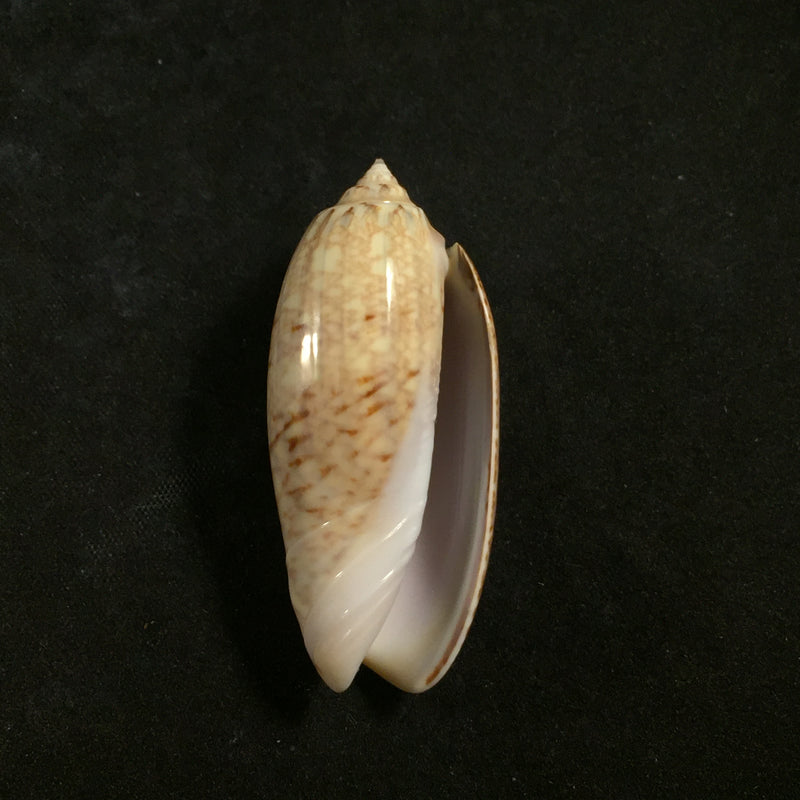 Americoliva sayana (Ravenel, 1834) - 48,1mm