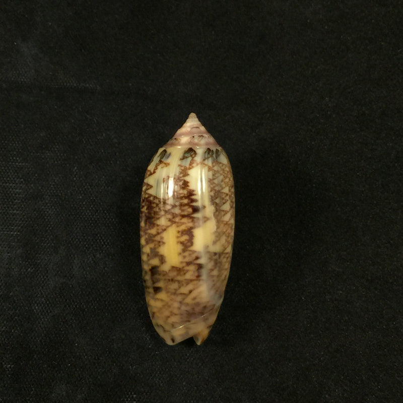 Americoliva circinata jorioi (Petuch, 2013) - 36,3mm