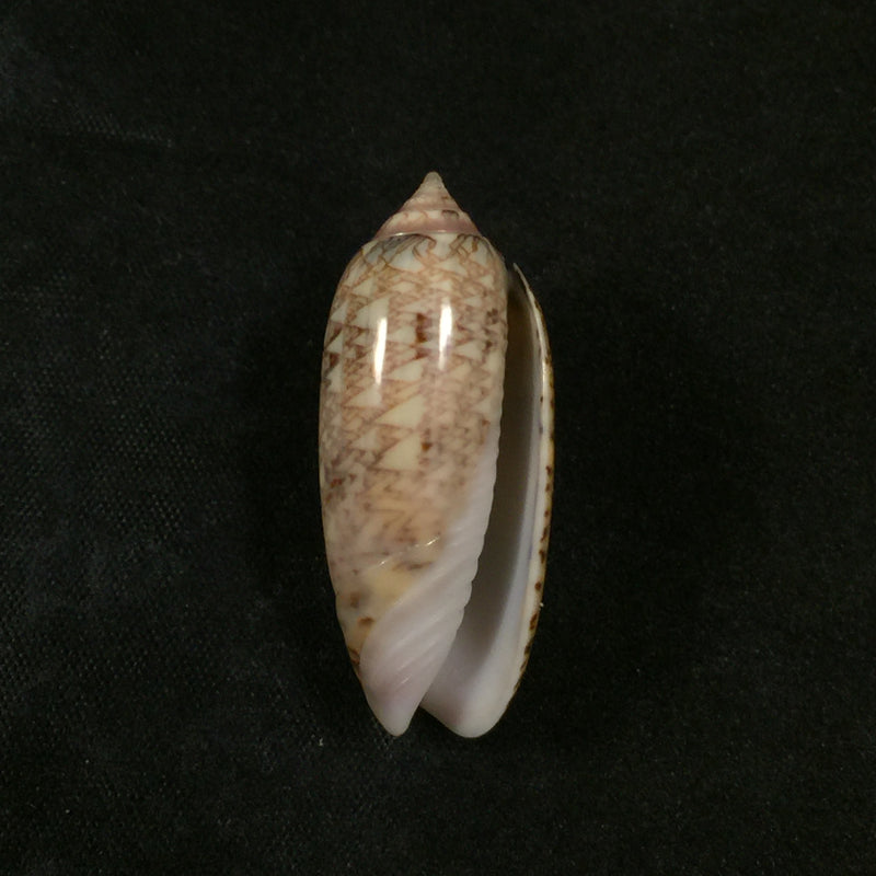 Americoliva circinata jorioi (Petuch, 2013) - 36,3mm