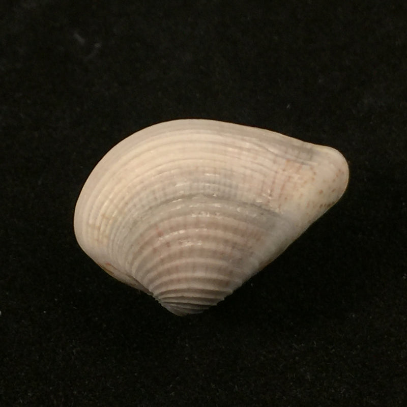 Anomalocardia auberiana (d'Orbigny, 1853) - 19,7mm