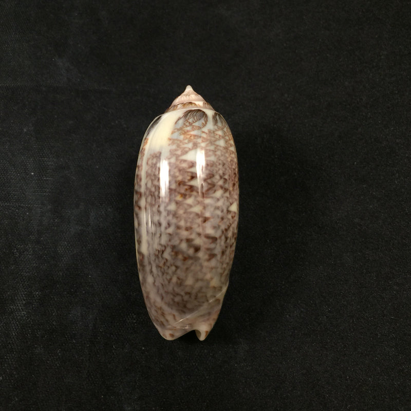 Americoliva circinata (Marrat, 1871) - 49,2mm