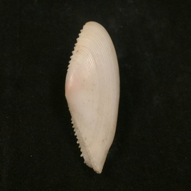 Dallitellina rostrata (Linnaeus, 1758) - 58mm