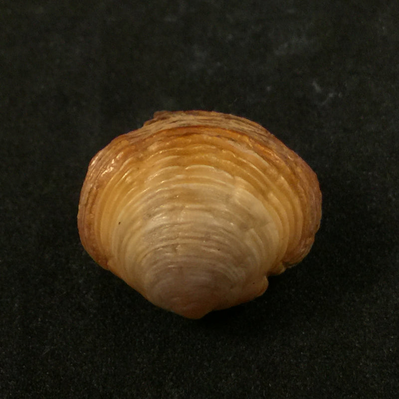Ungulina cuneata (Spengler, 1798) - 20,5mm