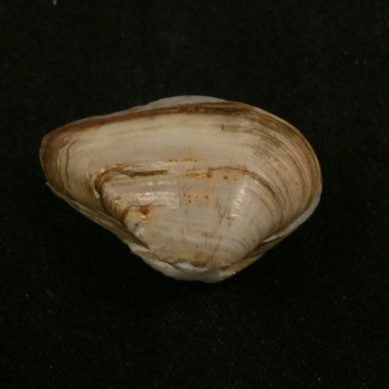 Erodona mactroides Bosc, 1801 - 25,5mm