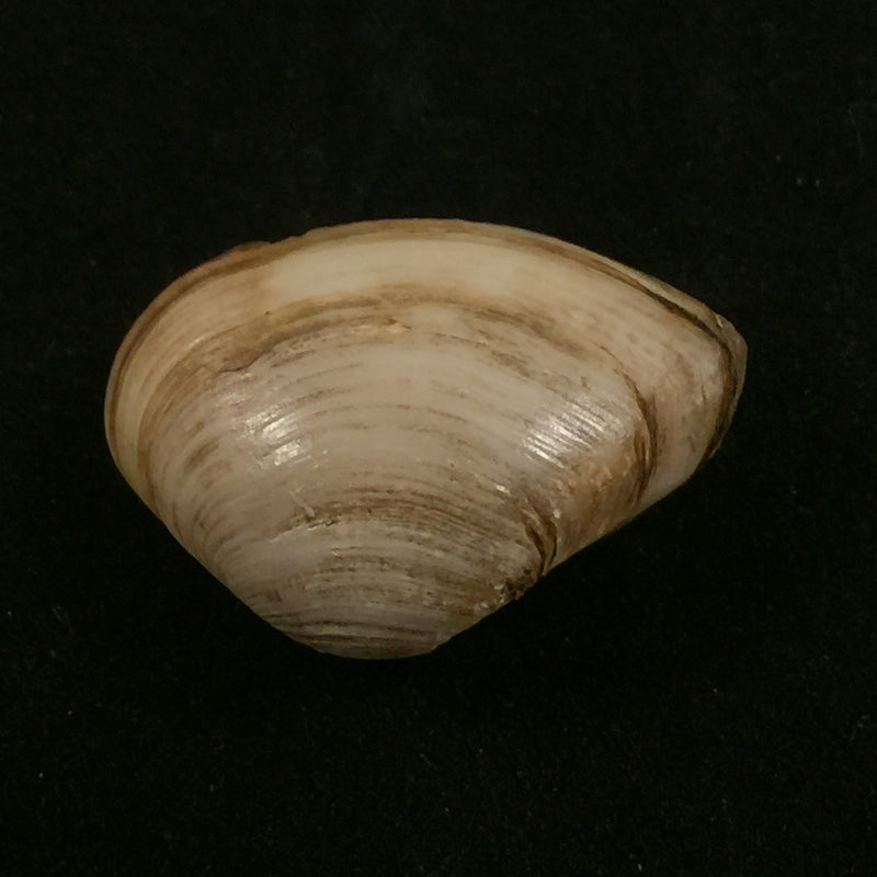 Erodona mactroides Bosc, 1801 - 25,1mm