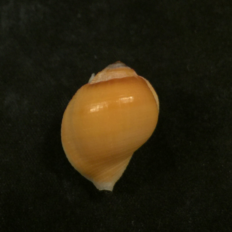 Aspa marginata (Gmelin, 1791) - 23,3mm