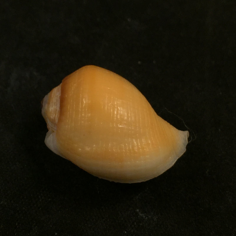 Aspa marginata (Gmelin, 1791) - 23,3mm