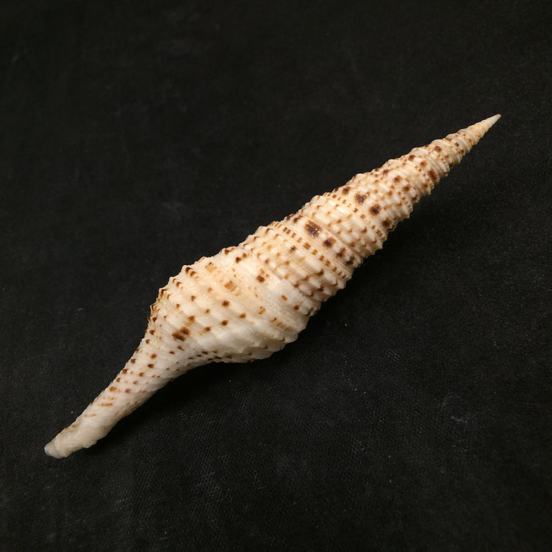 Turris crispa (Lamarck, 1816) - 89,2mm