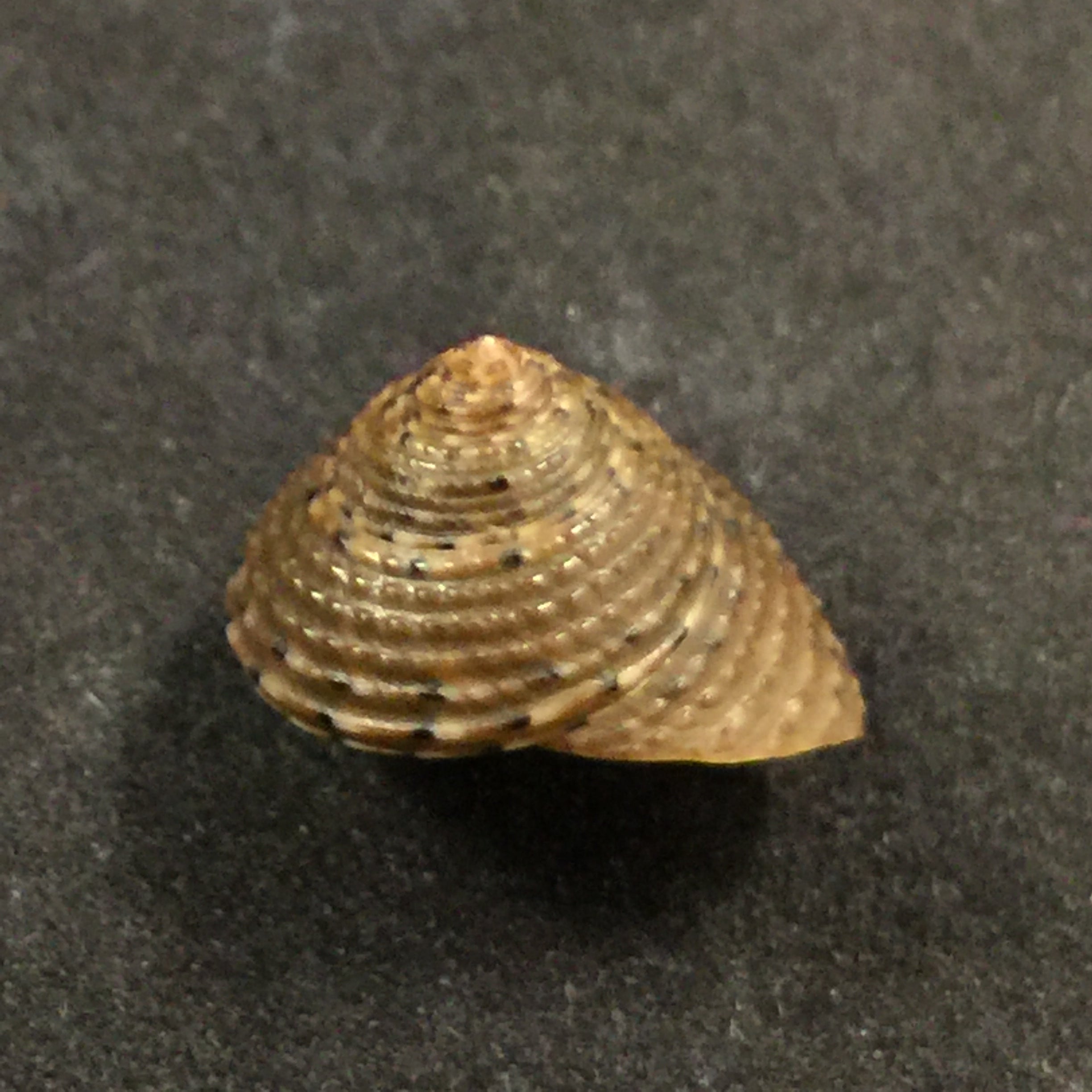 Clanculus villanus (Philippi, 1846) - 15,5mm