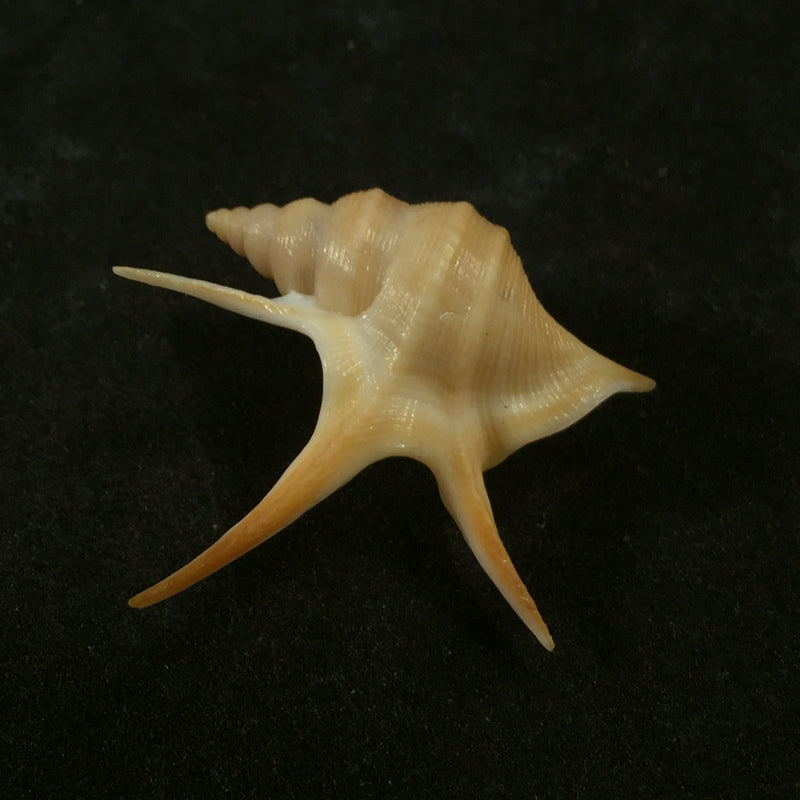 Aporrhais pesgallinae Barnard, 1963 - 30mm