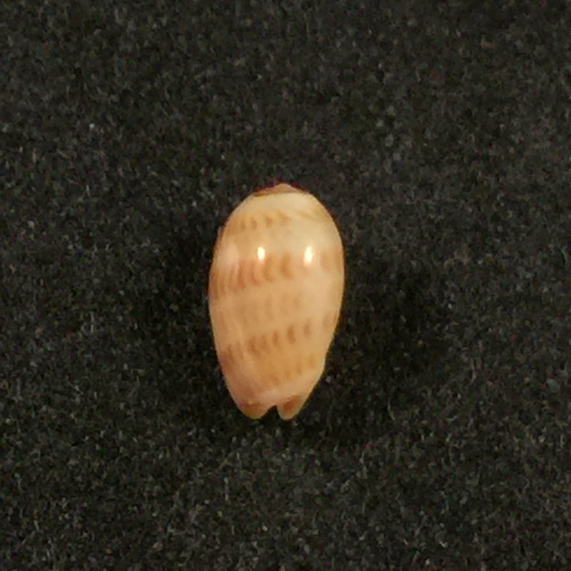 Gibberula thomensis (Tomlin, 1919) - 6mm