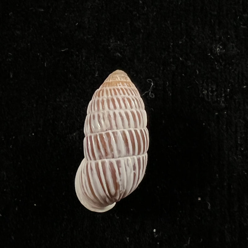 Cerion yumaensis Pilsbry & Vanatta, 1895 - 21mm