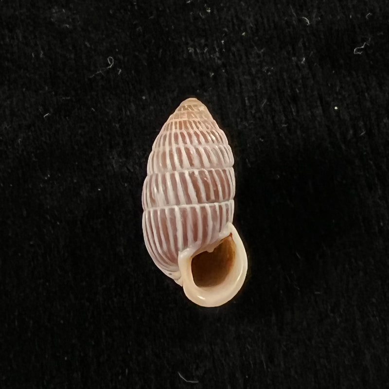 Cerion yumaensis Pilsbry & Vanatta, 1895 - 21mm