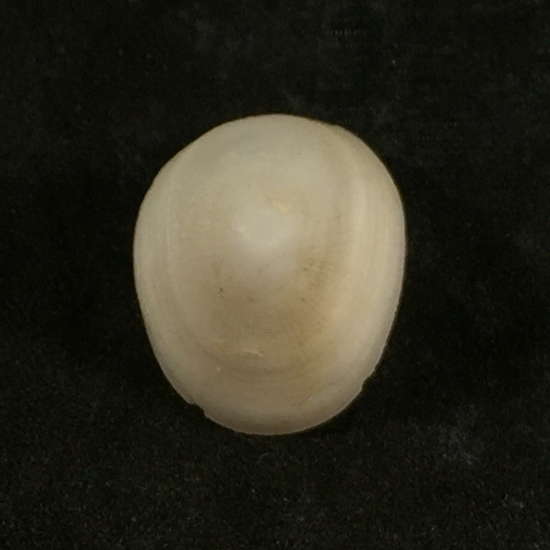 Pectinodonta mazure S.-Q. Zhang & S.-P.Zhang, 2018 - 19,4mm