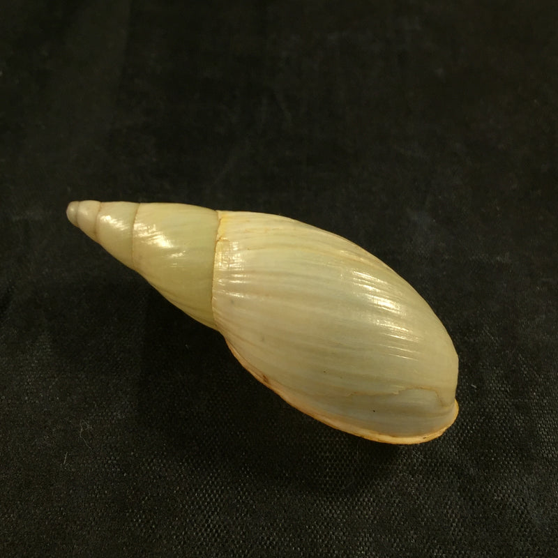 Aspastus miltocheilus paravicinii (B.Rensch, 1934) - 50,4mm