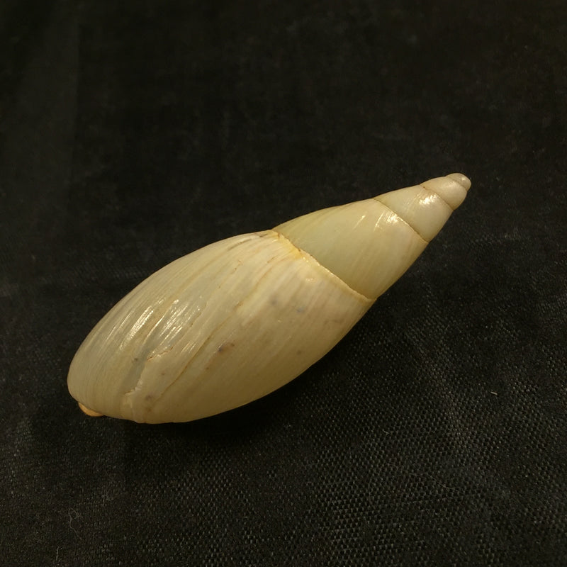 Aspastus miltocheilus paravicinii (B.Rensch, 1934) - 50,4mm