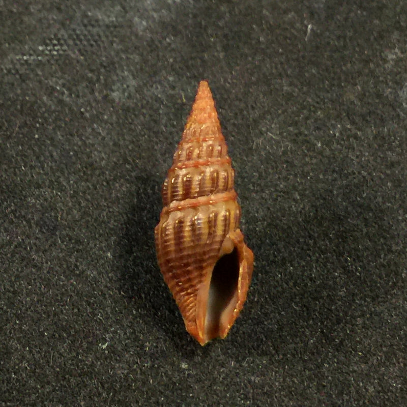 Crassispira fuscescens (Reeve, 1843) - 17,4mm