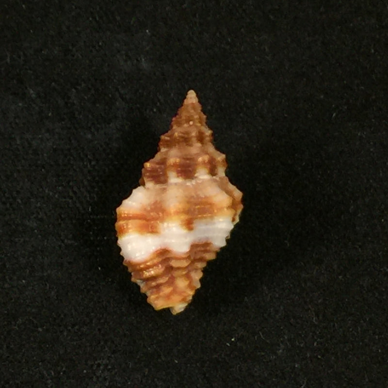Engina karinae (Nowell-Usticke, 1959) - 17,2mm