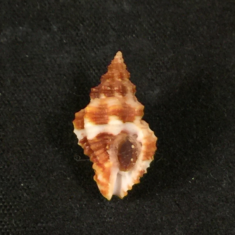 Engina karinae (Nowell-Usticke, 1959) - 17,2mm