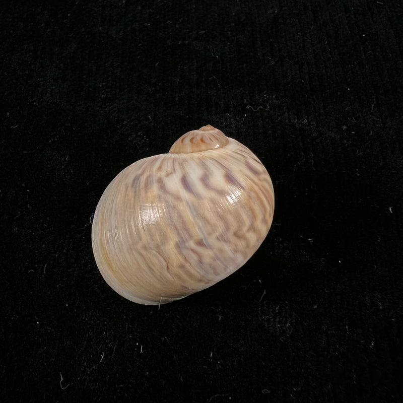 Stigmaulax cayennensis (Récluz, 1850) - 25,4mm