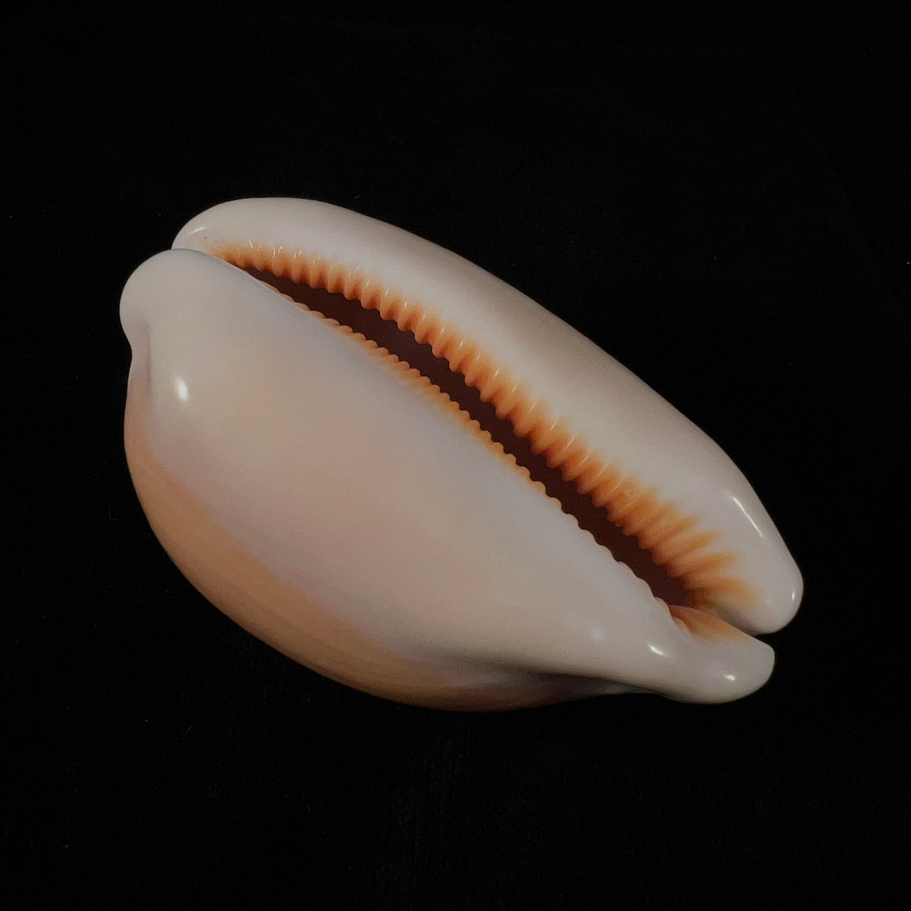 Callistocypraea aurantium (Gmelin, 1791) - 81,1mm