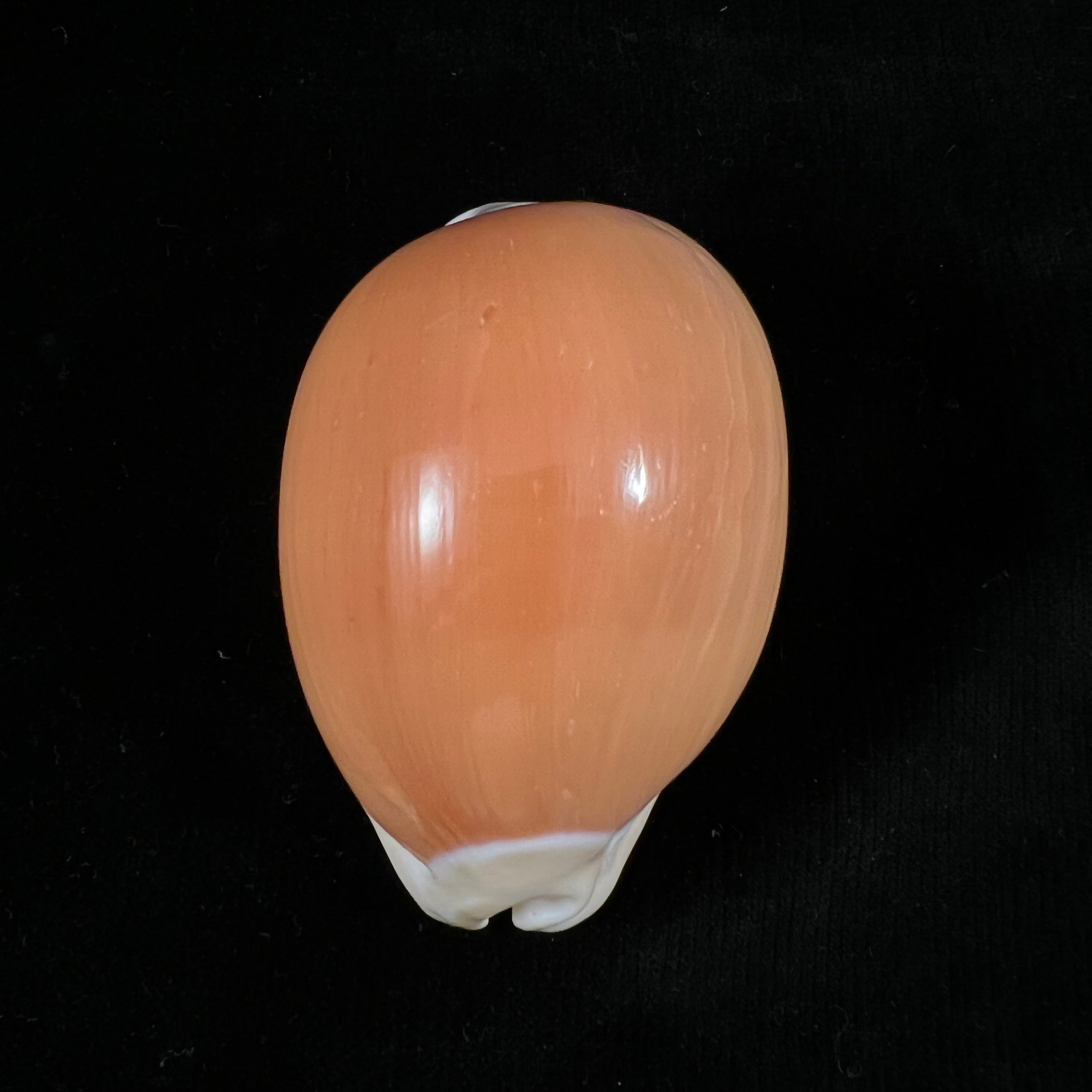 Callistocypraea aurantium (Gmelin, 1791) - 81,1mm