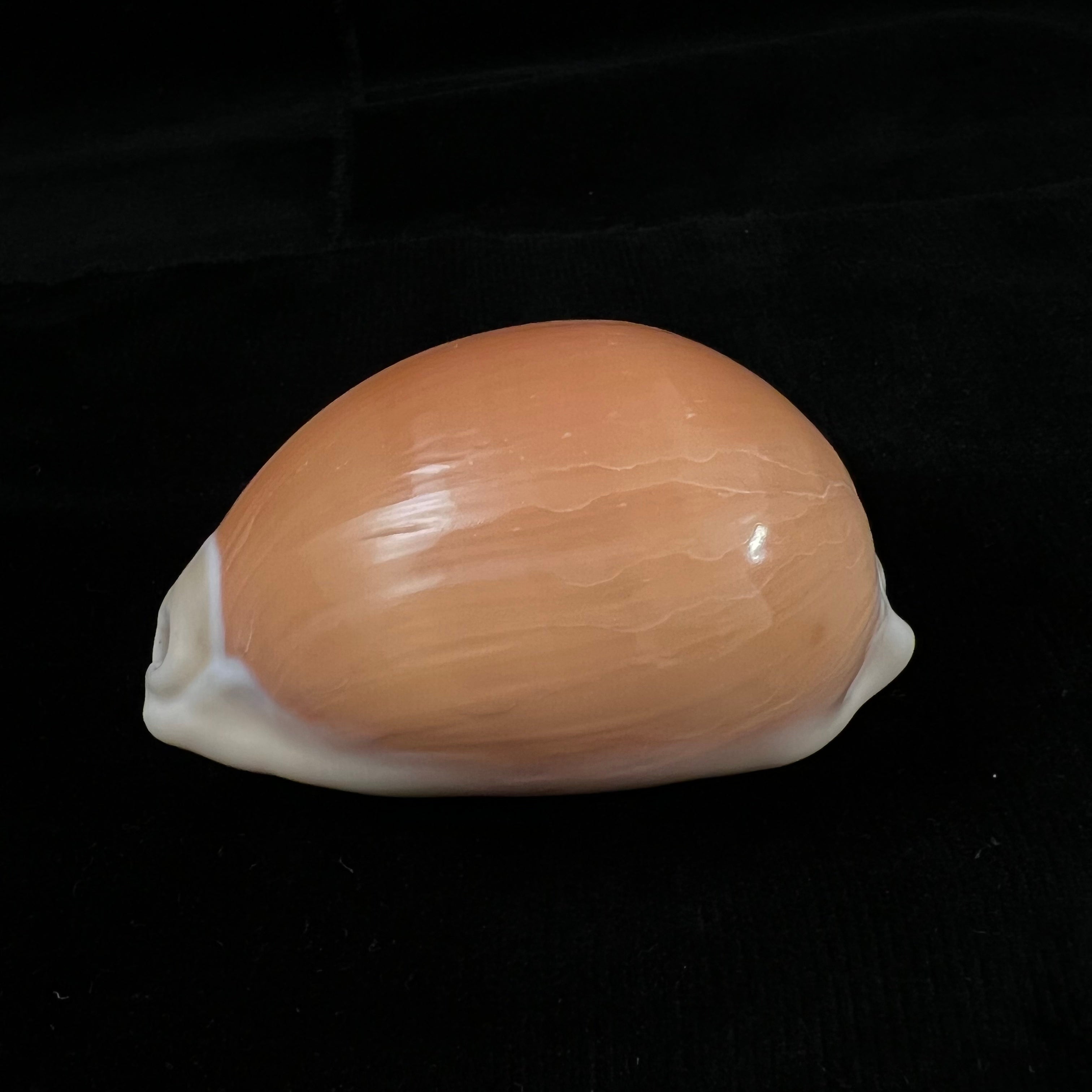 Callistocypraea aurantium (Gmelin, 1791) - 81,1mm