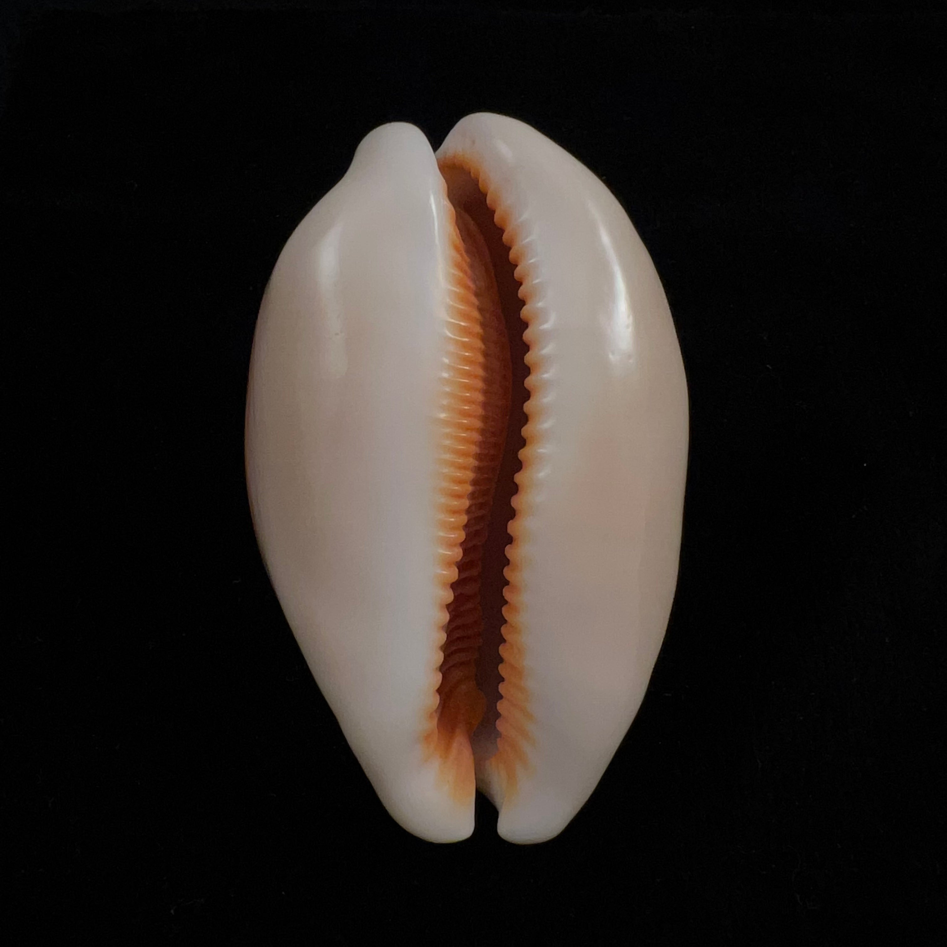 Callistocypraea aurantium (Gmelin, 1791) - 81,1mm