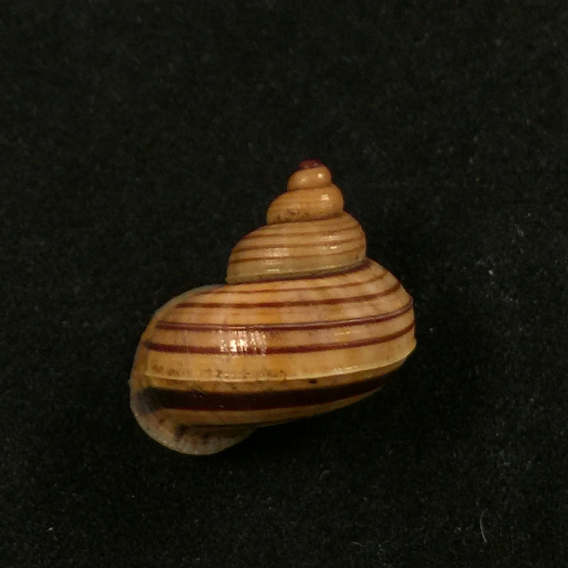 Tropidophora perinetensis Fischer-Piette & Bedoucha, 1965 - 17mm