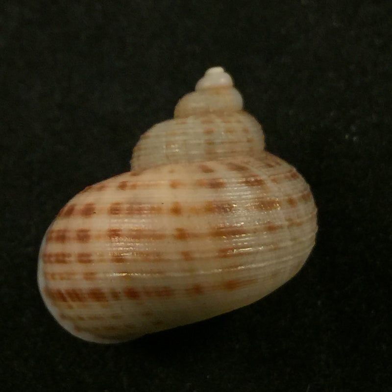 Tropidophora pulchella (G. B. Sowerby II, 1843) - 17,1mm