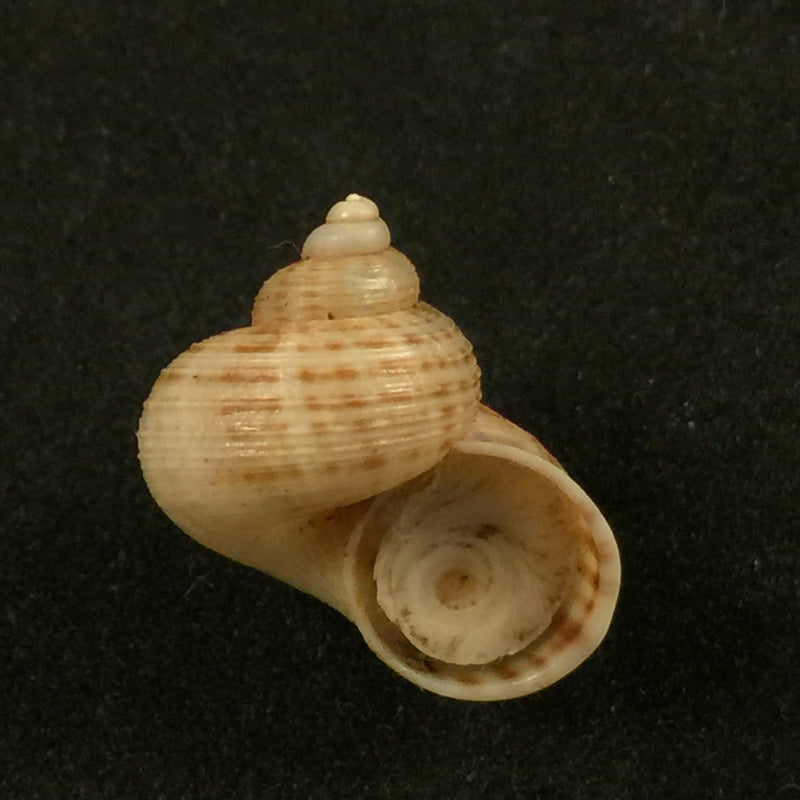 Tropidophora pulchella (G. B. Sowerby II, 1843) - 17,1mm