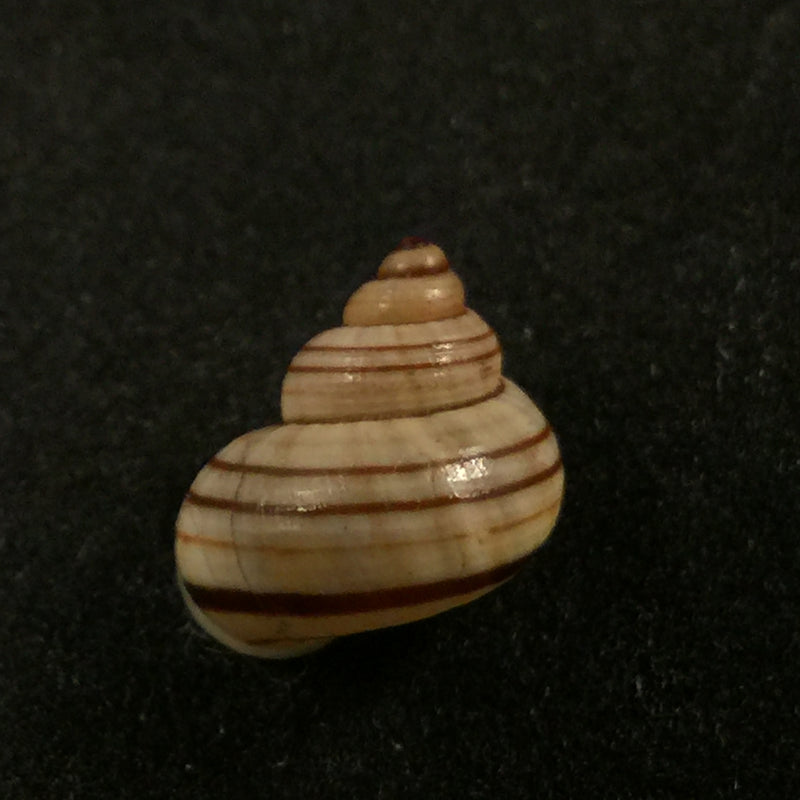 Tropidophora goudotiana (G. B. Sowerby II, 1853) - 11,4mm