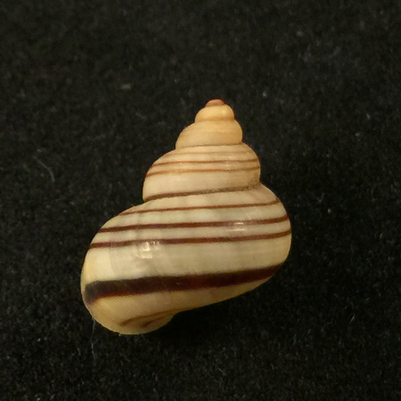 Tropidophora goudotiana (G. B. Sowerby II, 1853) - 11,8mm