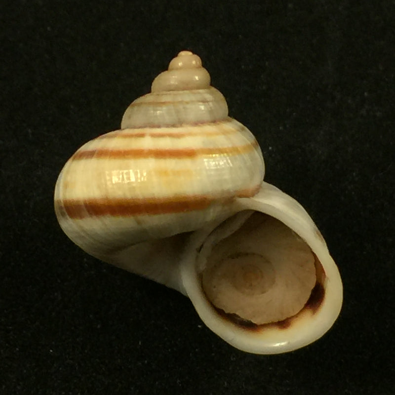 Tropidophora filostriata (G.B. Sowerby, 1873) - 22,6mm
