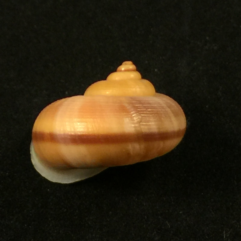 Tropidophora macarae (Petit de la Saussaye, 1853) - 25,2mm