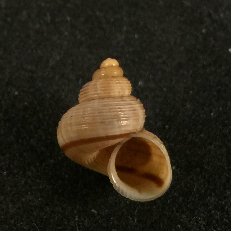 Tropidophora cincinna (Pfeiffer, 1843) - 11,3mm