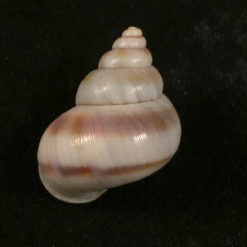 Tropidophora coquandiana (Petit de la Saussaye, 1841) - 27,3mm