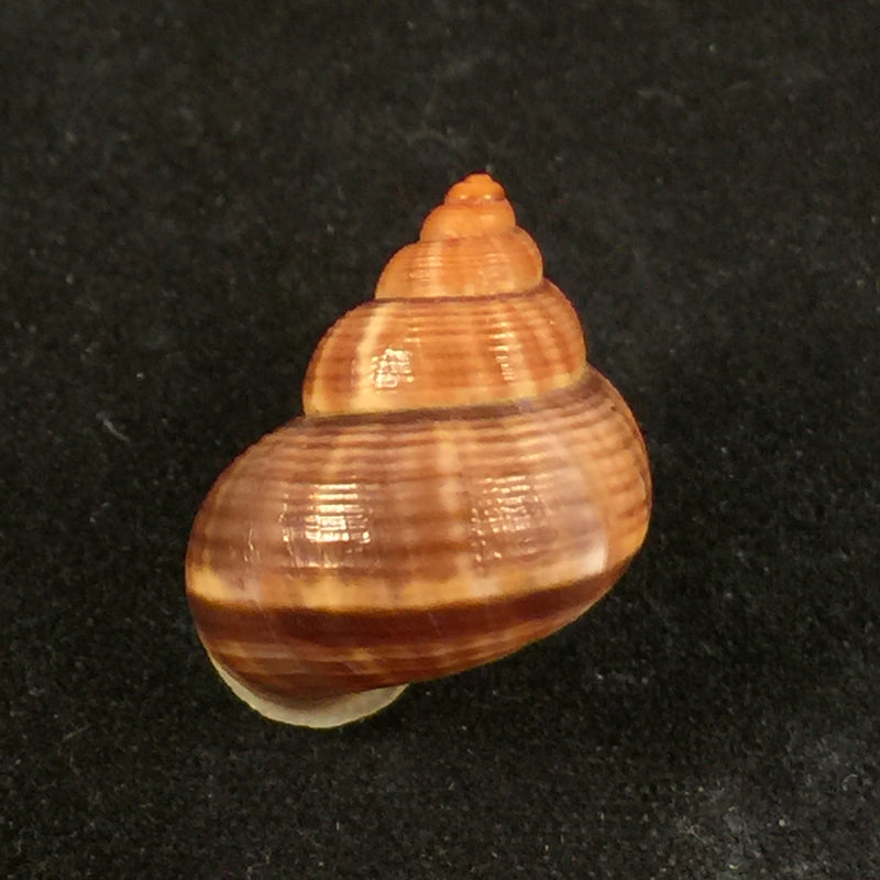 Tropidophora consocia (Pfeiffer, 1848) - 19,2mm