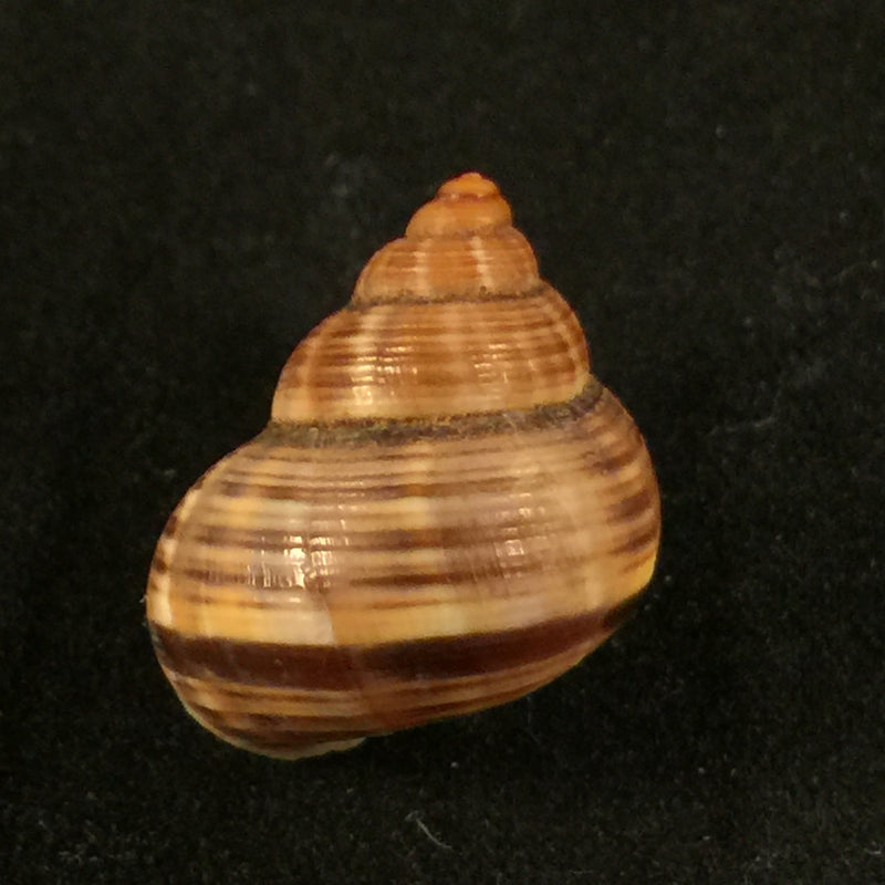 Tropidophora consocia (Pfeiffer, 1848) - 18,6mm