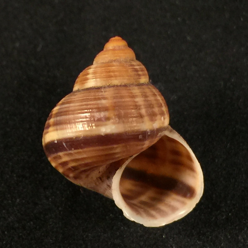 Tropidophora consocia (Pfeiffer, 1848) - 18,6mm