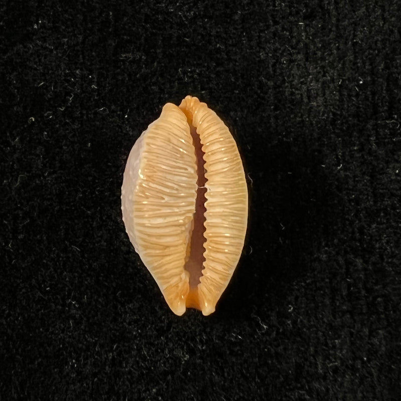 Staphylaea staphylaea (Linnaeus, 1758) - 17,5mm