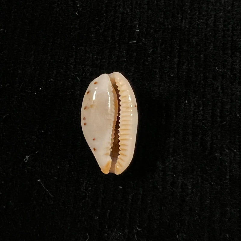 Ransoniella punctata berinii (Dautzenberg, 1906) - 15,6mm