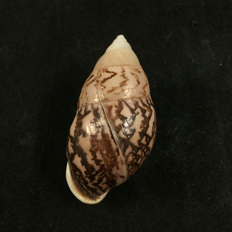 Amphidromus cambojiensis (Reeve, 1860) - 51,1mm