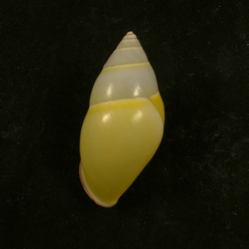 Amphidromus phamani Thach, 2016 - 39,1mm