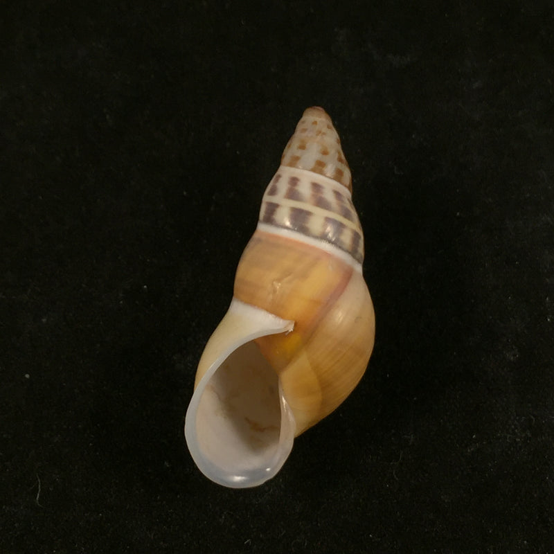 Amphidromus contrarius hanieli Rensch, 1931 - 38,5mm