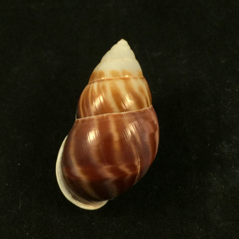Amphidromus perversus (Linnaeus, 1758) - 46,1mm