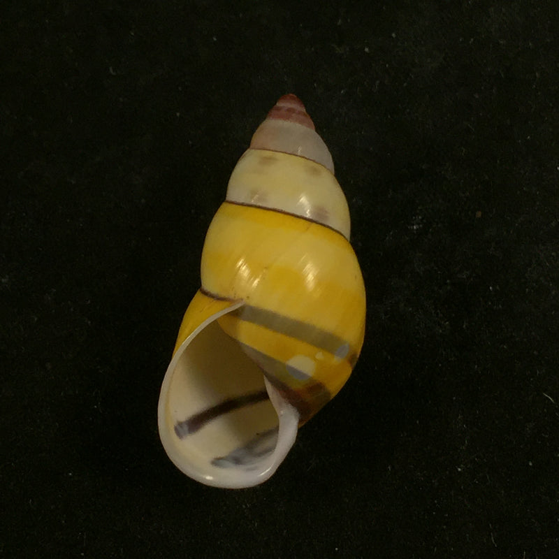 Amphidromus poecilochorous candidus M. Djajasasmita, 1963 - 34,3mm