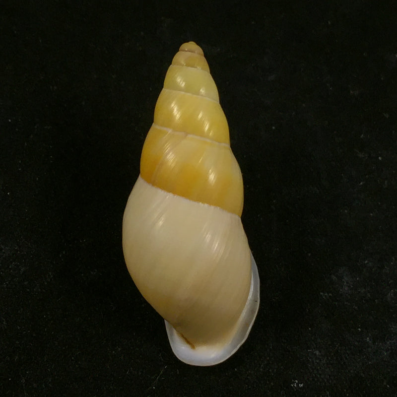 Amphidromus inconstante gracilis von Martens, 1899 - 36,2mm